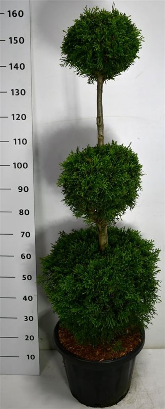 Thuja occ. 'Smaragd' - 100-120 CM TRIOBOL Cont.